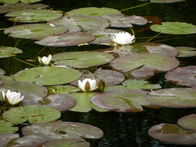 The water lilies still float in Monet's pond
