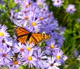Monarch butterflies in Fall